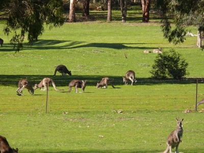 Last days Melbourne