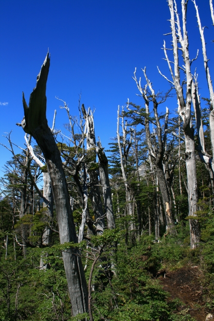 Trekking in Torres del Paine