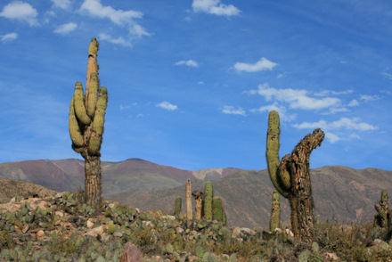 Argentinischer Herbst