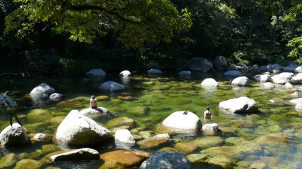 Cairns to Cape Trib