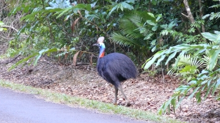 Cairns to Cape Trib